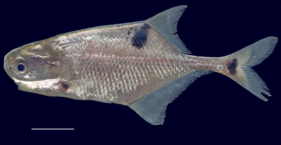 Petrocephalus boboto from Yangambi, Congo River, Democratic Republic of Congo. Scale bar – 1 cm. Image credit: Lavoué S, Sullivan JP.