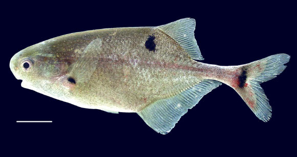Petrocephalus arnegardi from Odzala-Kokua National Park, Congo River, Republic of the Congo. Scale bar – 1 cm. Image credit: Lavoué S, Sullivan JP.