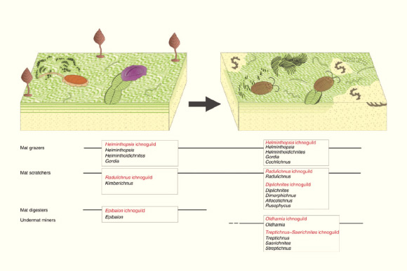 Ichnological record of animal-matground interactions across the transition between Ediacaran, left, and Cambrian, right, periods. Image credit: Luis A. Buatois et al.