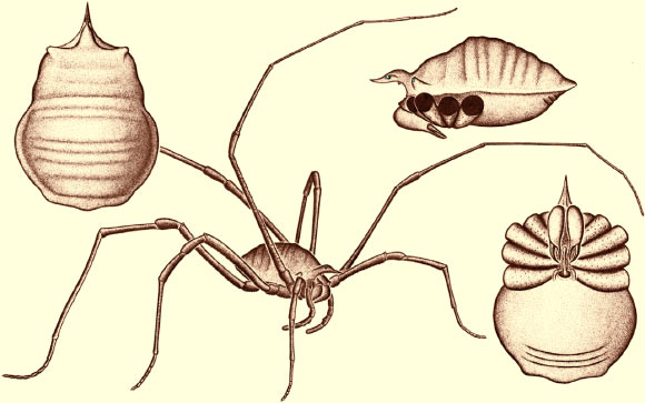 Reconstruction of Hastocularis argus. Shown in dorsal, lateral, ventral, and anterolateral aspect. Image credit: Russell J. Garwood et al.