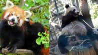 Left: Red panda. Image credit: CC BY-SA 3.0 Right: Giant panda Bai Yun with a cub, Xiao Liwu, at the San Diego Zoo in December 2013. Image credit: San Diego Zoo.