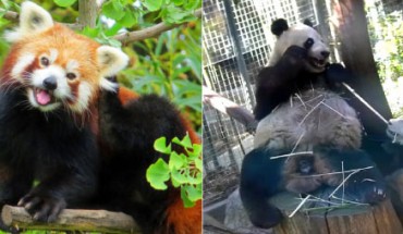 Left: Red panda. Image credit: CC BY-SA 3.0 Right: Giant panda Bai Yun with a cub, Xiao Liwu, at the San Diego Zoo in December 2013. Image credit: San Diego Zoo.