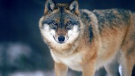 Canis lupus, Nationalpark Bayerischer Wald, Deutschland. Image credit: Martin Mecnarowski, www.photomecan.eu / CC BY-SA 3.0.