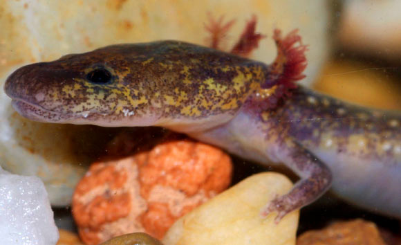 Ouachita Streambed Salamander (Eurycea subfluvicola). Image credit: Mike Steffen / University of Tulsa.