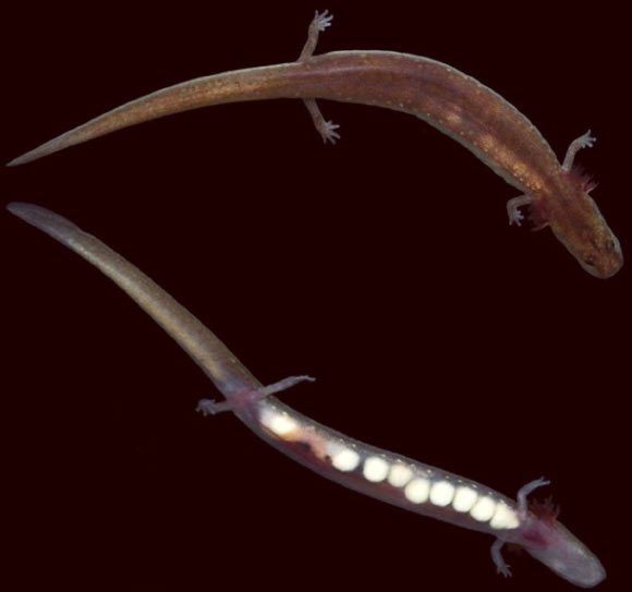 Ouachita Streambed Salamander (Eurycea subfluvicola), female. Image credit: Steffen MA et al.
