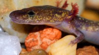 Ouachita Streambed Salamander (Eurycea subfluvicola). Image credit: Mike Steffen / University of Tulsa.