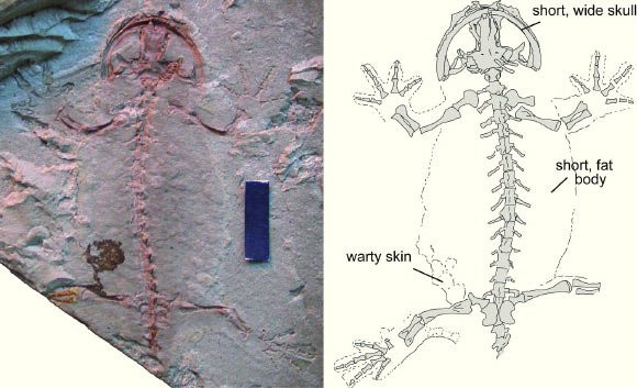 The salamander Pangerpeton sinensis, preserved as a ventral impression: left - photo; right - outline drawing of high-fidelity peel of skeleton. Scale bar - 1 cm. Image credit: Corwin Sullivan et al.