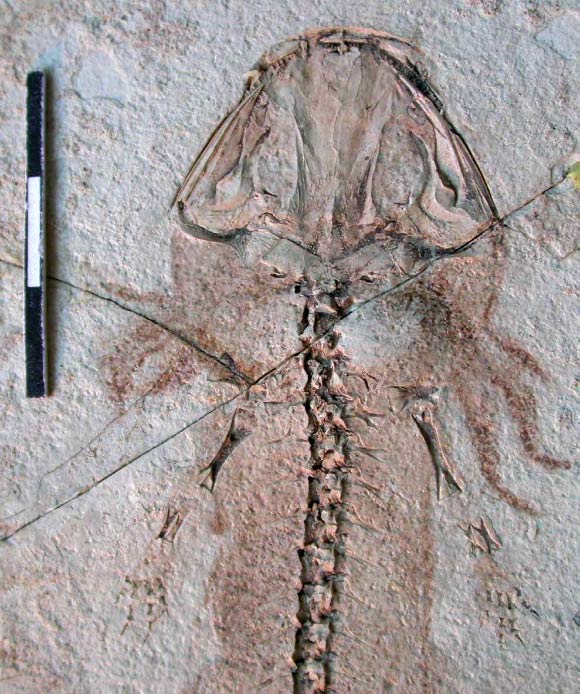 Fossil of the salamander Chunerpeton tianyiensis showing not only the preserved skeleton but also the skin and even external gills. Image credit: Corwin Sullivan et al.