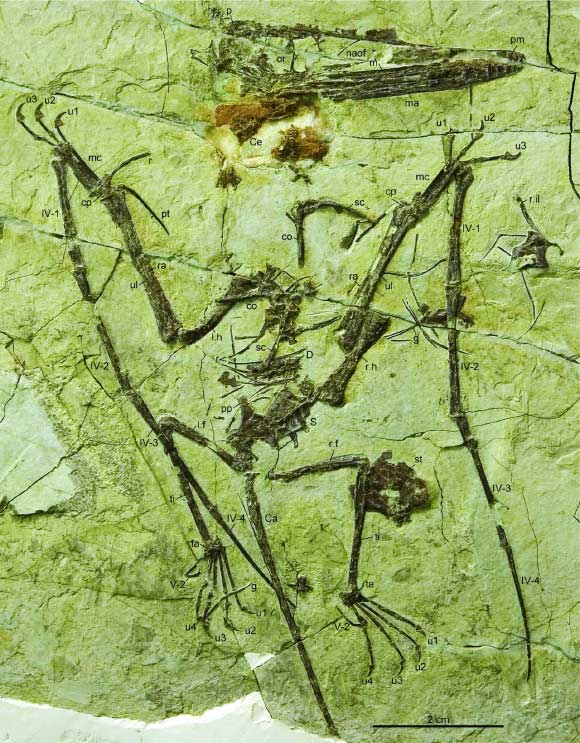 The pterosaur Darwinopterus linglongtaensis. Image credit: Corwin Sullivan et al.