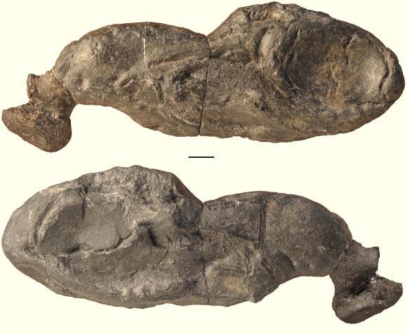 The exceptionally well-preserved fossil of Ozarcus mapesae from two different lateral views. Scale bar is 1 cm. Image credit: © AMNH / F. Ippolito.