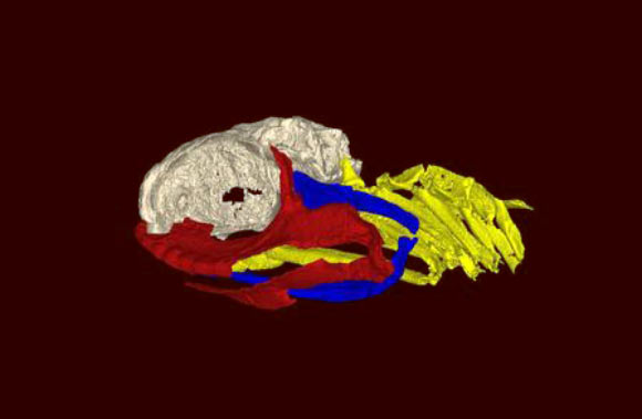 A 3D reconstruction of the skull of Ozarcus mapesae. The braincase is shown in light grey, the jaw is shown in red, the hyoid arch is shown in blue, and the gill arches are shown in yellow. Image credit: © AMNH / A. Pradel.