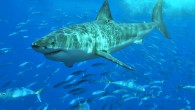 Great white shark at Isla Guadalupe, Mexico, August 2006. Image credit: Terry Goss / CC BY-SA 3.0.