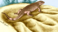 This is an artist's reconstruction of Eocasea martini. Image credit: Danielle Dufault.