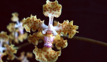 Lophiaris silverarum. Image credit: K. Silvera / University of California, Riverside.