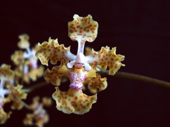 Lophiaris silverarum. Image credit: K. Silvera / University of California, Riverside.