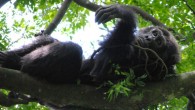 A male chimpanzee at the Toro-Semliki Wildlife Reserve, Uganda. Image credit: © Caroline Deimel, 2012