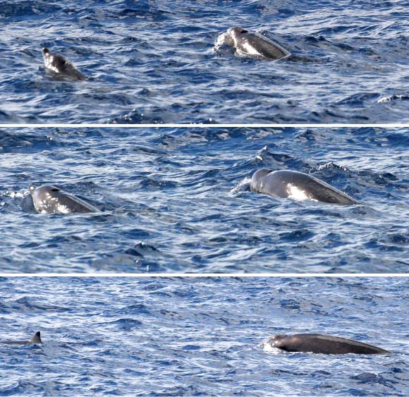 Mother, right, and calf of the Deraniyagala's beaked whale (Mesoplodon hotaula) at Palmyra Atoll in 2007. Notable are the cookie-cutter shark bites healed in dark skin callercolor, pronounced melon and beak, and large blow hole. Image credit: S. Baumann-Pickering, via R.L. Brownell et al.