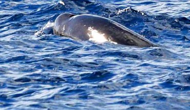 The Deraniyagala‘s beaked whale (Mesoplodon hotaula) at Palmyra Atoll in 2007. Image credit: S. Baumann-Pickering, via R.L. Brownell et al.