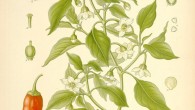 Capsicum annuum from Köhler's Medizinal Pflanzen, 1887. Image credit: Missouri Botanical Garden.