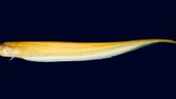 Procerusternarchus pixuna. Image credit: Cristina Cox Fernandes et al / University of Massachusetts Amherst.