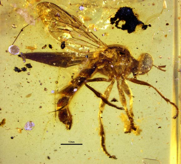 Burmapogon bruckschi, male. Image credit: David Grimaldi.