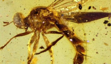 Burmapogon bruckschi, male. Image credit: David Grimaldi.