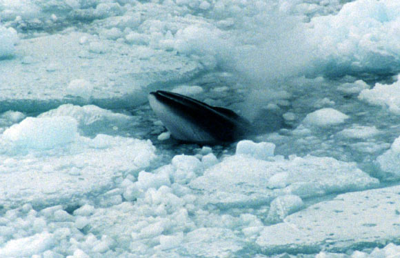 Antarctic minke whale, Balaenoptera bonaerensis, in Ross Sea, Antarctica. Image credit: Brocken Inaglory / CC BY-SA 3.0.
