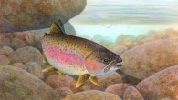 This is an artist's impression of the rainbow trout, Oncorhynchus mykiss. Image credit: Timothy Knepp / U.S. Fish and Wildlife Service.