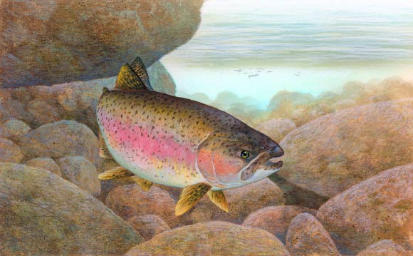 This is an artist's impression of the rainbow trout, Oncorhynchus mykiss. Image credit: Timothy Knepp / U.S. Fish and Wildlife Service.