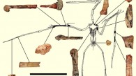 This diagram shows the fossil fragments of Kryptodrakon progenitor. Scale bar – 5 cm. Image credit: Brian Andresemail et al / Peter Wellnhofer.