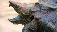 The Alligator snapping turtle, Macrochelys temminckii, at Cahaba River National Wildlife Refuge in Alabama. Image credit: Garry Tucker, USFWS / CC BY 2.0.