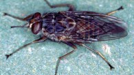 The tsetse fly, Glossina morsitans. Image credit: Alan R Walker / CC BY-SA 3.0.