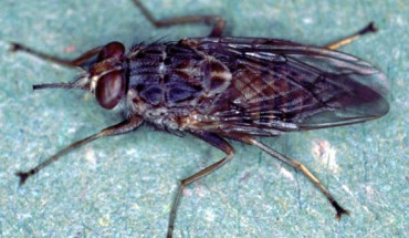 The tsetse fly, Glossina morsitans. Image credit: Alan R Walker / CC BY-SA 3.0.