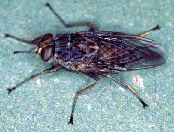The tsetse fly, Glossina morsitans. Image credit: Alan R Walker / CC BY-SA 3.0.