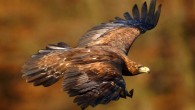 The golden eagle, Aquila chrysaetos, in Czech Republic. Image credit: Martin Mecnarowski, www.photomecan.eu / CC BY-SA 3.0.