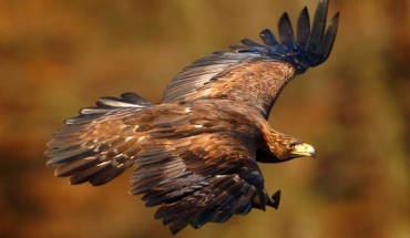 The golden eagle, Aquila chrysaetos, in Czech Republic. Image credit: Martin Mecnarowski, www.photomecan.eu / CC BY-SA 3.0.