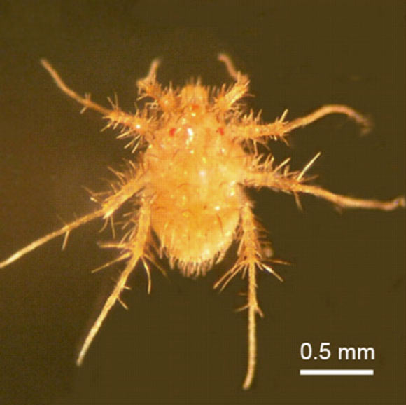 Paratarsotomus macropalpis. Image credit: Grace C. Wu et al. 2010. The Journal of Experimental Biology; doi: 10.1242/jeb.024463.