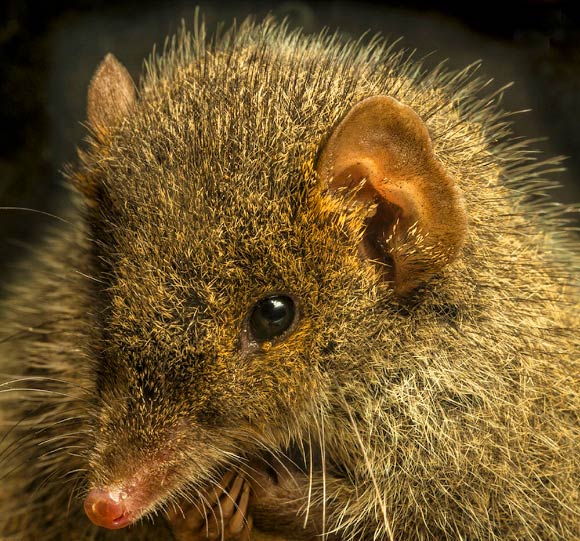 The Black-tailed Antechinus, Antechinus arktos. Image credit: © Gary Cranitch, Queensland Museum.