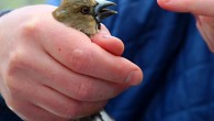 A hawfinch, Coccothraustes coccothraustes, from the Chernobyl exclusion zone. Image credit: T.A. Mousseau / A.P. Møller.