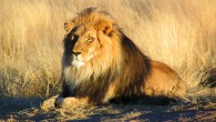 Panthera leo, male, in Namibia. Image credit: Kevin Pluck / CC BY 2.0.
