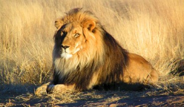 Panthera leo, male, in Namibia. Image credit: Kevin Pluck / CC BY 2.0.