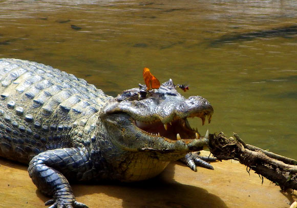 A Julia butterfly and a solitary bee sip tears from the eyes of spectacled caiman on Costa Rica’s Puerto Viejo River. Image credit: Carlos de la Rosa.