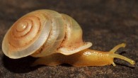 Carinartemis vesperus. Image credit: Thanit Siriboon et al.