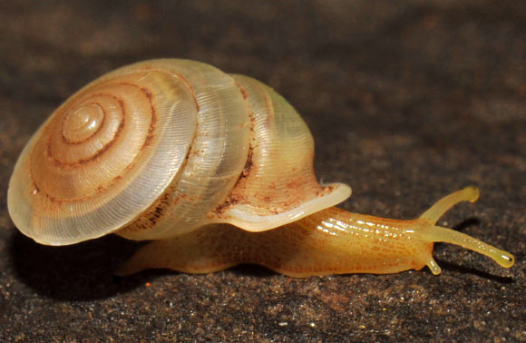 Carinartemis vesperus. Image credit: Thanit Siriboon et al.