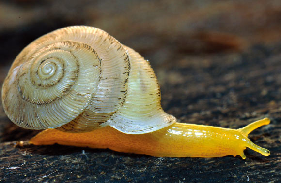 Carinartemis striatus. Image credit: Thanit Siriboon et al.