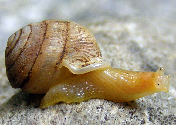Indoartemon medius. Image credit: Thanit Siriboon et al.