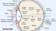Section view of the human eye.