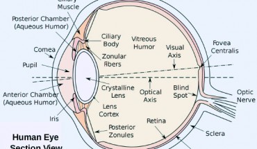 Section view of the human eye.