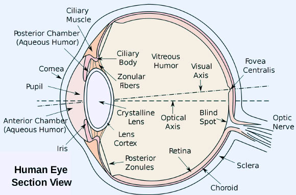 Section view of the human eye.