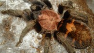 The newly discovered Melloleitaoina tarantulas belong to the same spider subfamily as the Costa Rican Tiger Rump (Cyclosternum fasciatum), shown here. Image credit: David Rimeš.